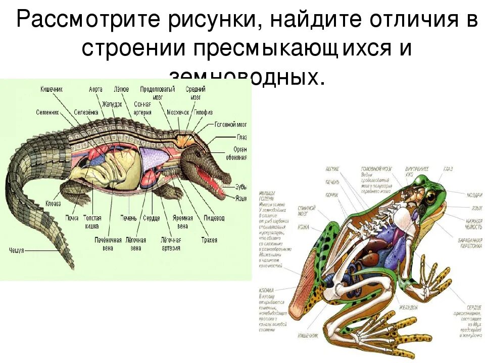 Особенности внешнего строения пресмыкающихся таблица. Внешнее и внутреннее строение амфибий и рептилий. Система органов рептилий 7 класс. Класс пресмыкающиеся строение. Пресмыкающиеся внутреннее строение 7.