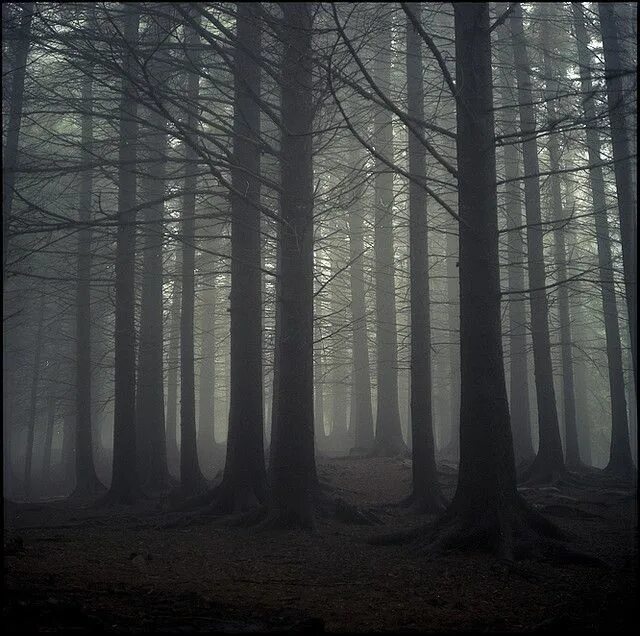 Темно насколько. Лес Таркин. Темный лес. Туманный лес. Мрачный лес.