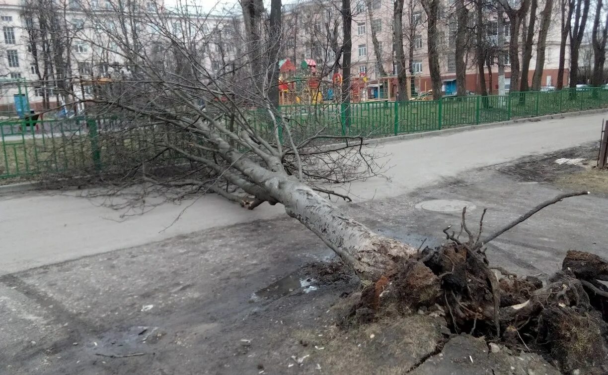 Сегодня был сильный. Поваленное дерево. Поваленные деревья в Москве. Повалившееся дерево. Упавшее дерево с корнем.