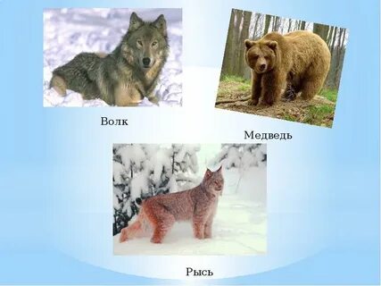 Медведи рыси