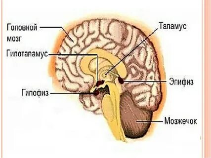 Таламус и гипоталамус где
