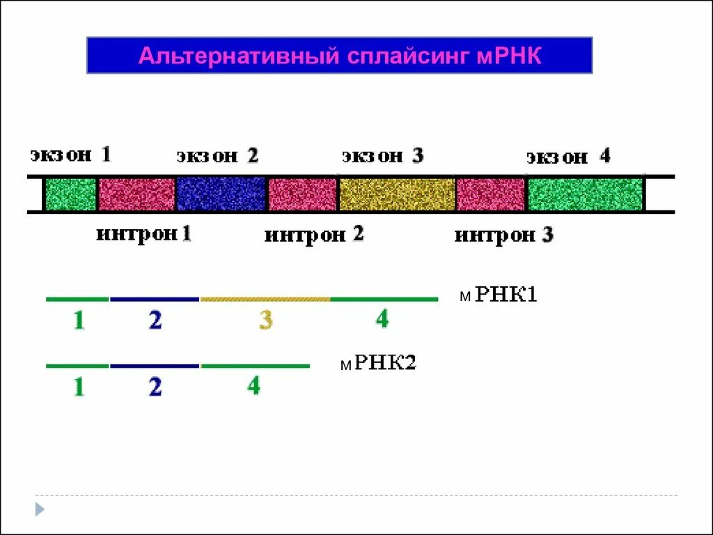 Альтернативный сплайсинг схема. Альтернативный сплайсинг интроны. Альтернативный сплайсинг МРНК. Схема альтернативного сплайсинга у эукариот.