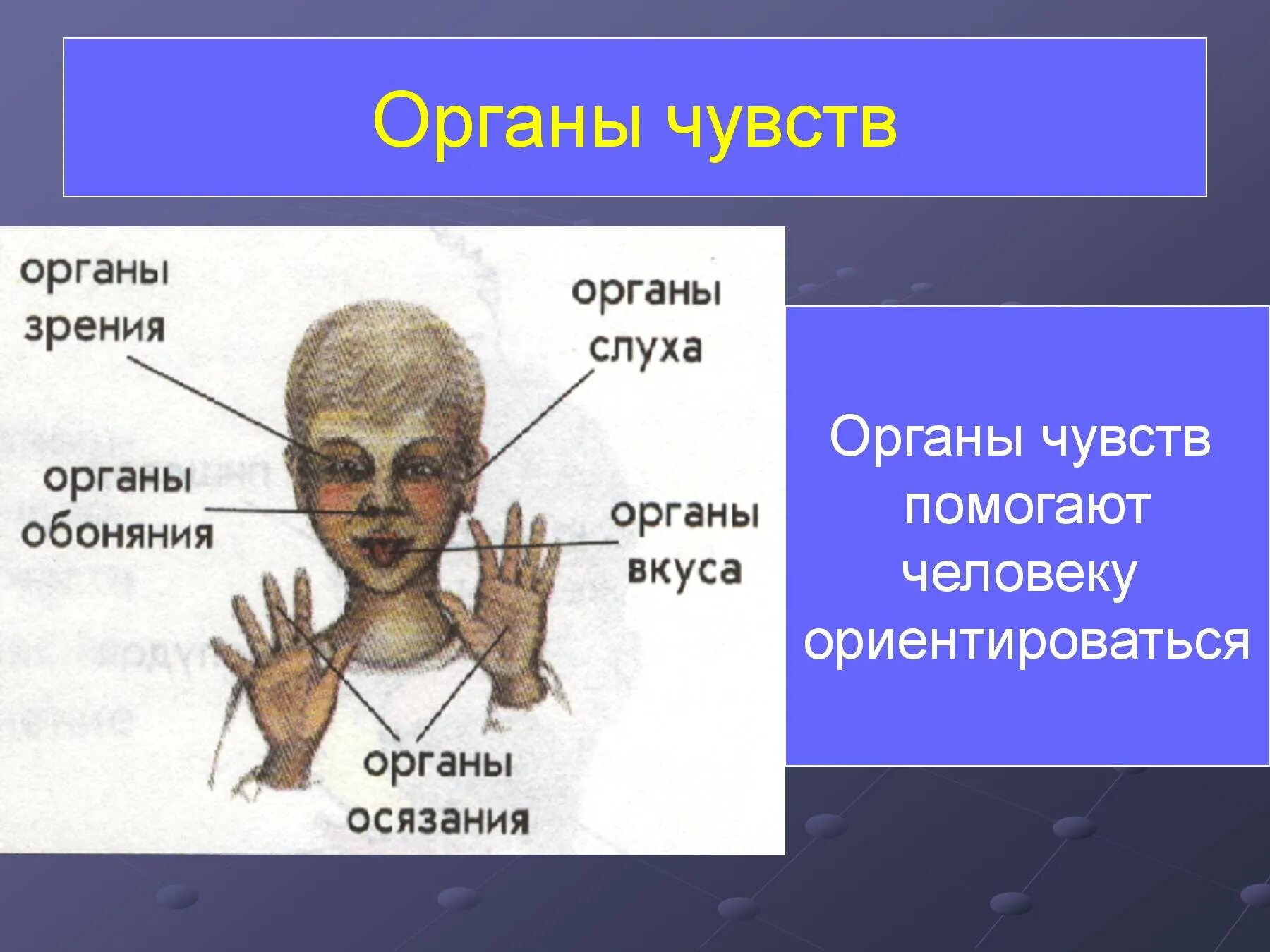 Органы чувств человека. Органы чувств 4 класс. Органы чувств презентация. Органы чувств человека 4.