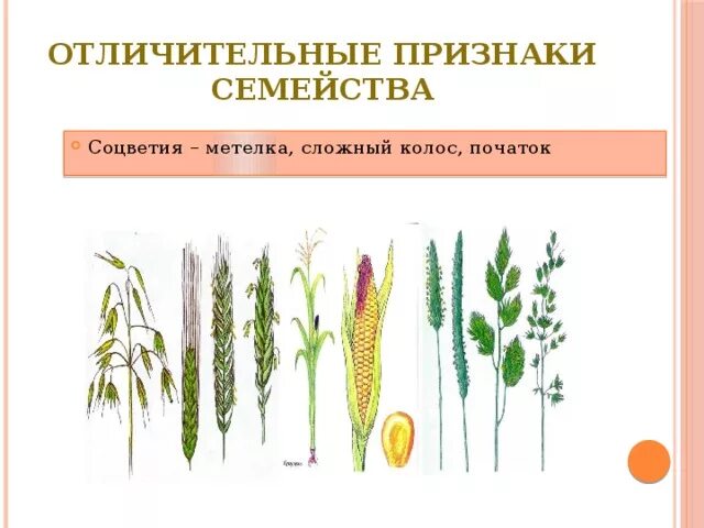 Соцветие сложная метелка. Растения с соцветием метелка. Соцветие колосовидная метелка. Растения с соцветием метелка. Строение соцветия сирени.