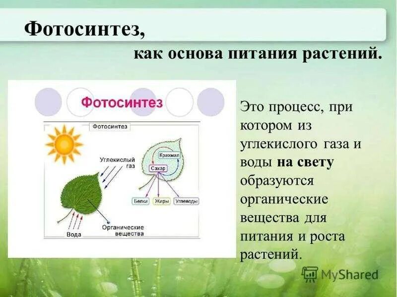 Фотосинтез у растений 3 класс окружающий мир. Фотосинтез 3 класс окружающий мир. Схема процесса фотосинтеза. Процесс питания растений. В каких растениях протекает дыхание
