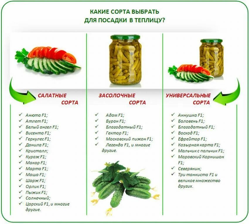 Какой сорт огурца лучше для засолки. Лучшие сорта огурцов для засолки и консервирования. Огурцы на засолку сорта для открытого грунта. Названия огурцов для консервации. Огурцы для засолки и консервирования лучшие сорта.