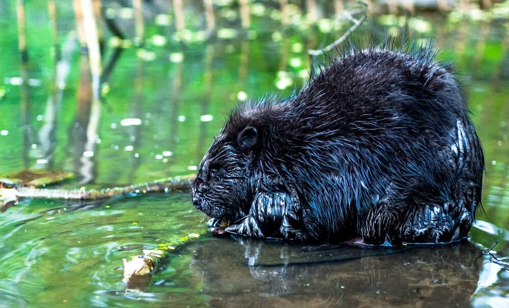 торт с бегемотиком.