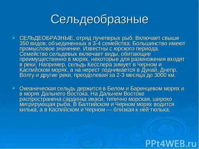 Значение сельдеобразных. Общая характеристика сельдеобразных. сельдеобразные характеристика. отряд сельдеобразные характеристика. отряд сельдеобразные рыбы.
