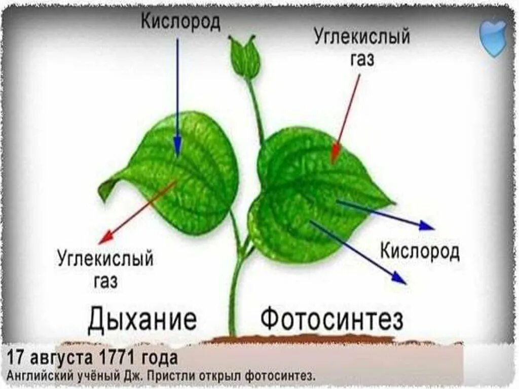 Дыхание как и фотосинтез ответы. Фотосинтез и дыхание. дыхание и обмен веществ у растений. фотосинтез и дыхание растений. общая схема дыхания растений.