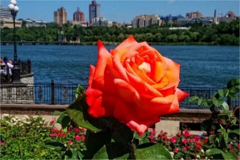 Розы донецка
