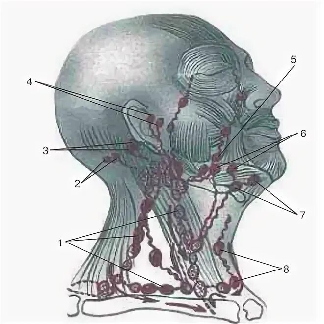 Затылочные лимфоузлы анатомия. Затылочные и сосцевидные лимфатические узлы. Лимфоузлы на затылочной части головы. Регионарные лимфатические узлы головы и шеи.