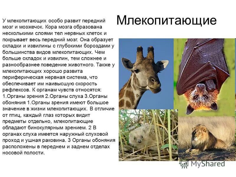 Что отличает млекопитающих от других позвоночных животных. Млекопитающие отличаются. Признак млекопитающих позвоночных животных. Отличия млекопитающих. 5 отличий млекопитающих.