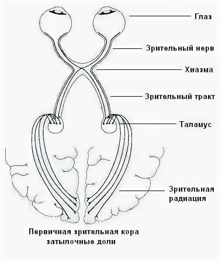 Зрительный проводящий путь схема. Проводящие пути зрительного анализатора схема. Схема нервного пути зрительного анализатора. Схема проводящих путей зрительного нерва. Пути глазки