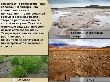 Природная зона пустыни почвы