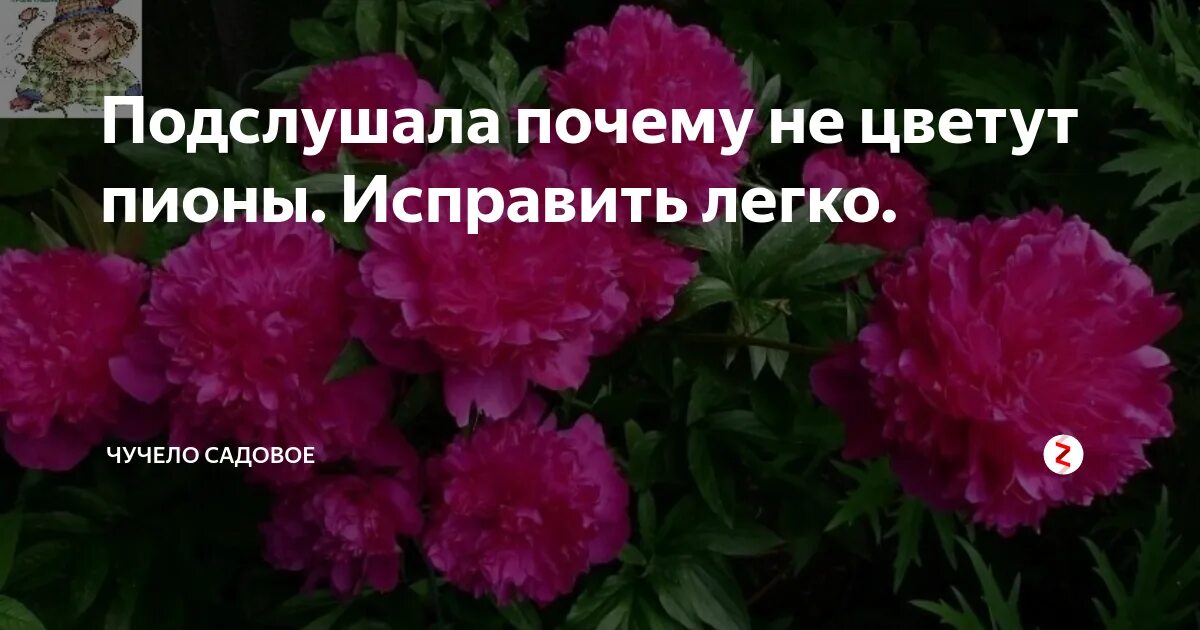 Пион не цветет несколько лет что делать. Росему не цветет пион. пионы низкие. пионы не цветут. почему не цветут пионы.