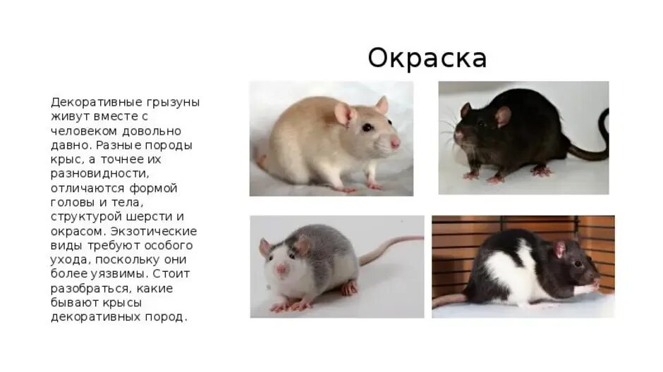 ТМБОУ"Дудинская средняя общеобразовательная школа № 7" Исследовательский проект: