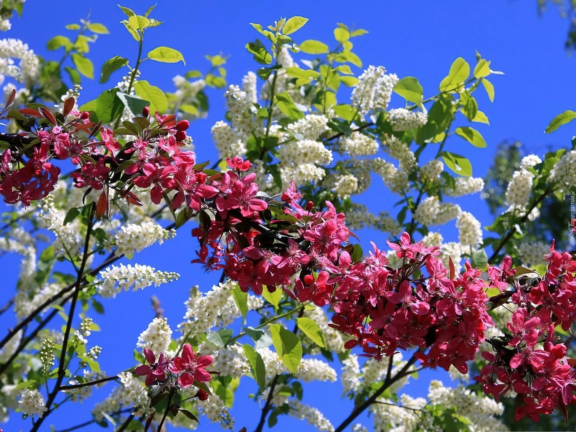 Дерево весной название цветет. Форзиция миндаль сирень. Цветущие деревья. Кустарники цветущие весной. Весенние кустарники цветущие.