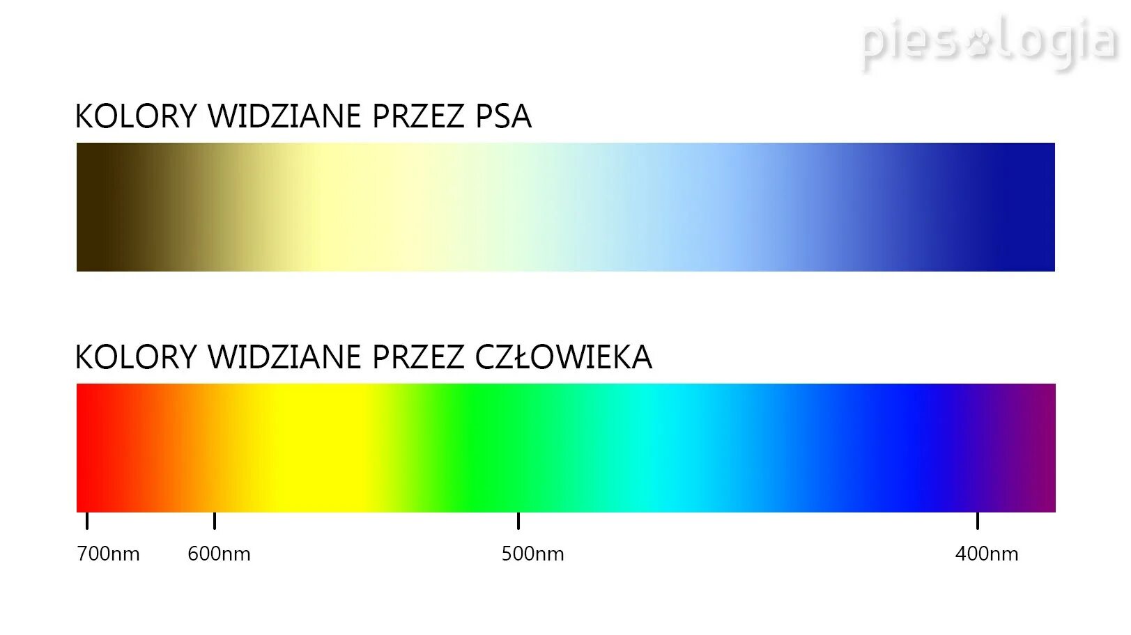 Спектр зрения собаки. Спектр зрения человека и животных. Цветовые спектры восприятия человека и собаки. Цветовой диапазон. Способен различать цвета
