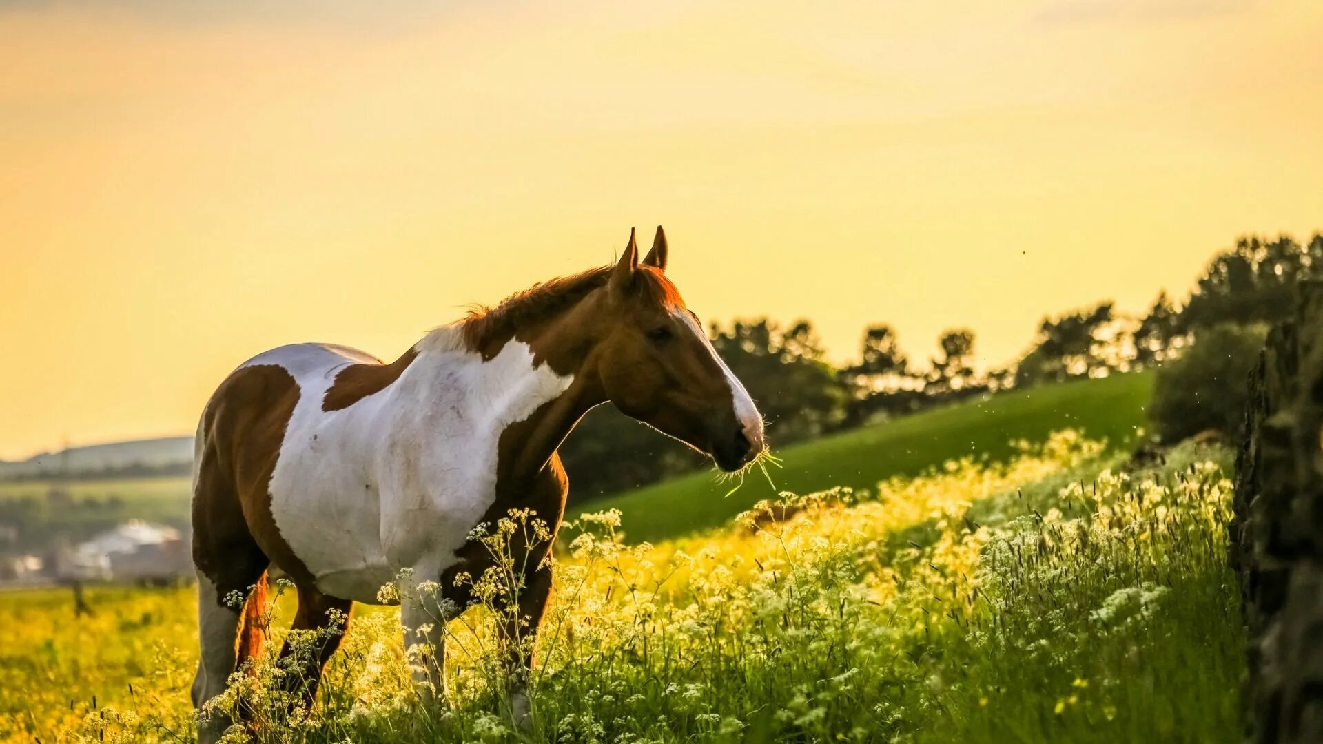 Лошадь в летнем лесу. Лошадь в поле. Лошади на природе. Лошадь в поле. Кони летом.