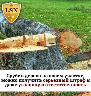 Можно ли срубать деревья