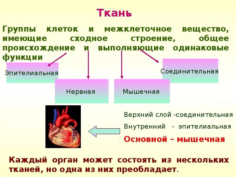 Группы тканей. Взаимосвязь тканей и органов. Взаимосвязь структур органов и тканей. Взаимосвязь строения и функций тканей.