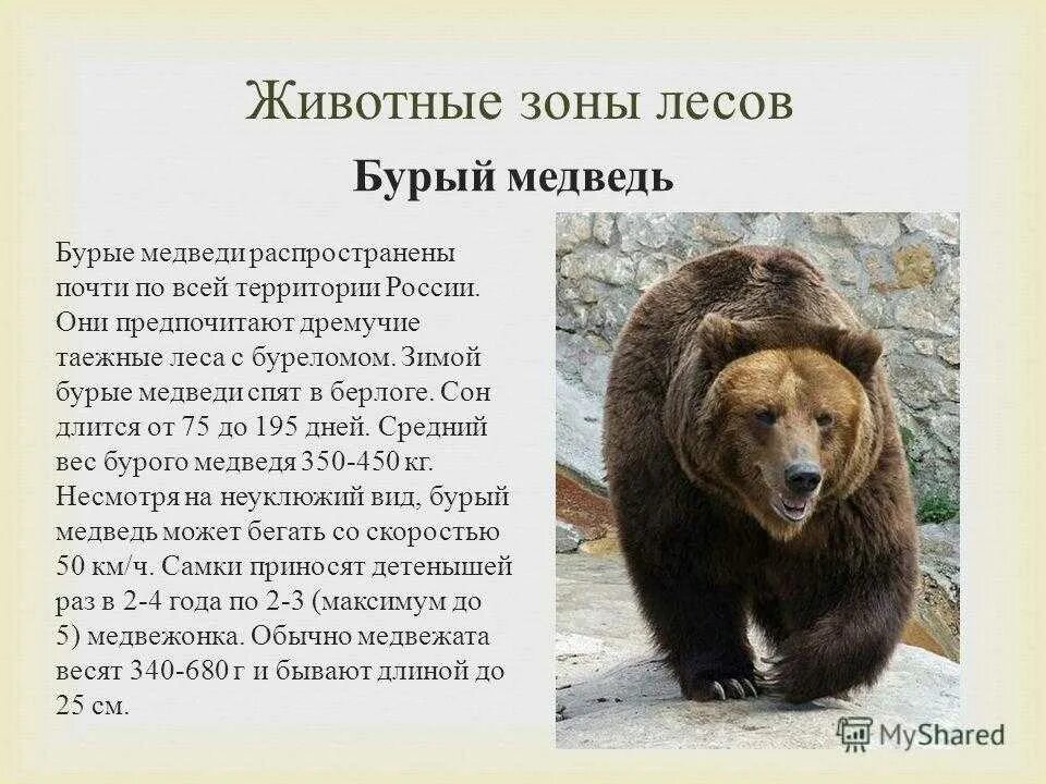 Сочинение о медведе 5 класс. Описание медведя. Доклад о медведях. Бурый медведь описание. Рассказ о медведе.