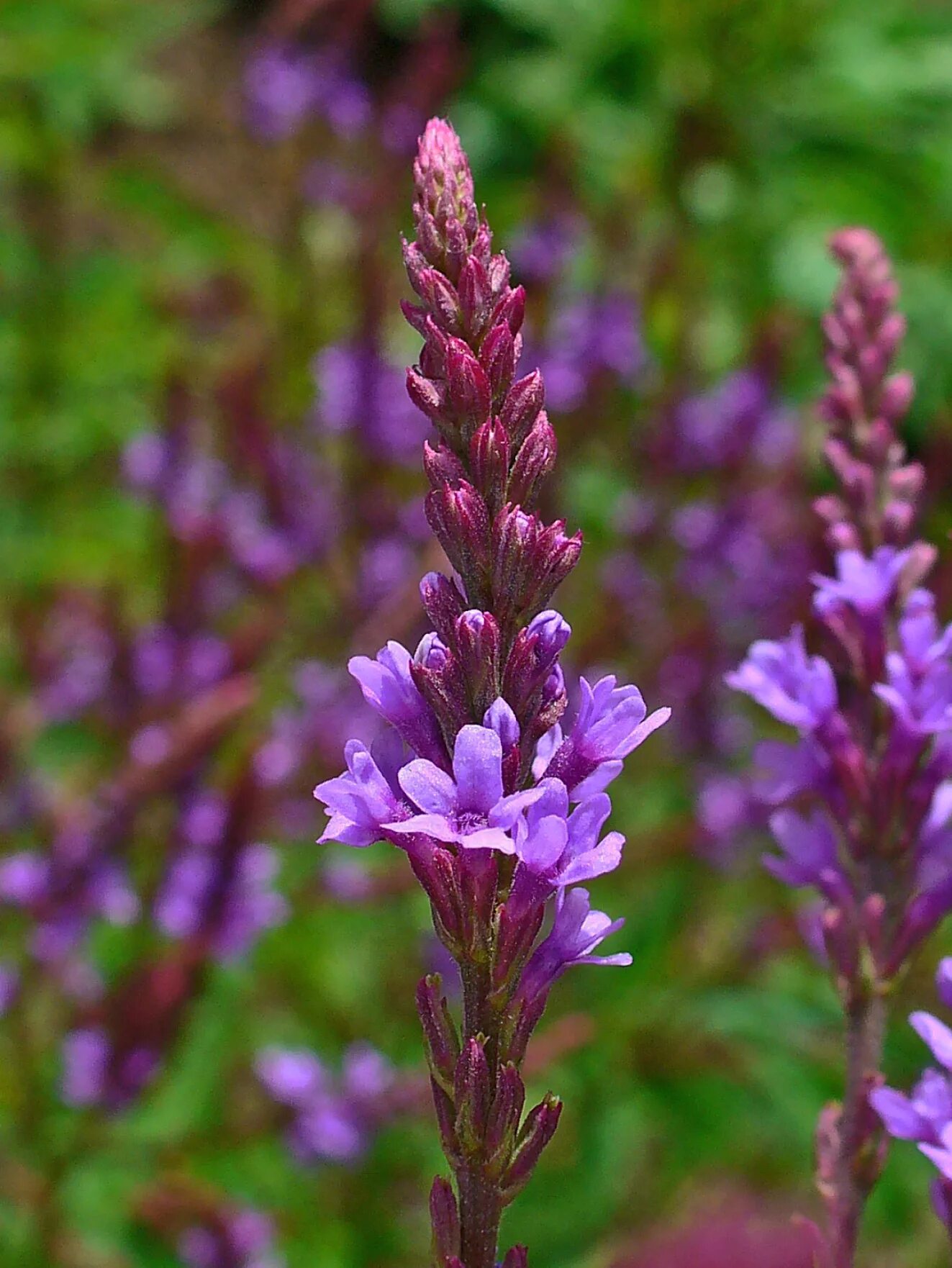 Вербена hastata. Вербена копьевидная. Verbena hastata Вербена копьевидная. Вербена лекарственная (Verbena officinalis).