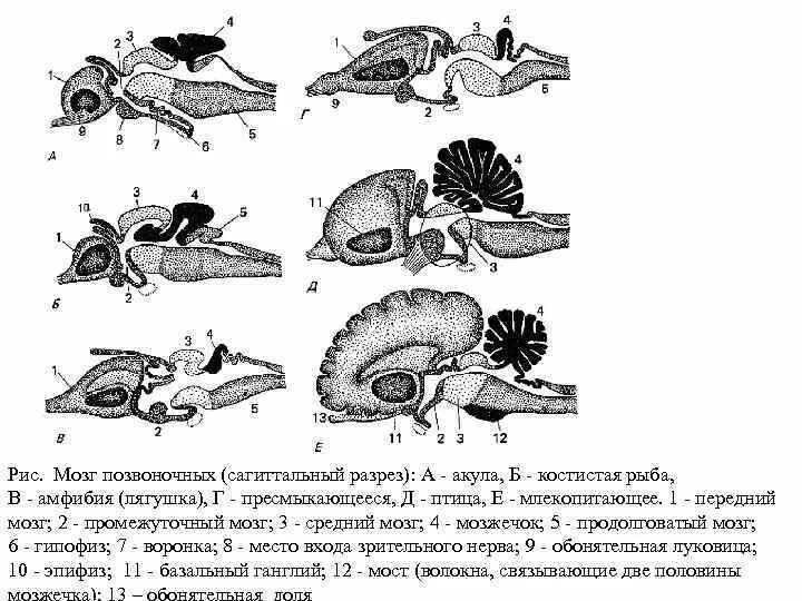Мозжечок земноводных по сравнению с рыбами. Мозжечок земноводных по сравнению с рыбами