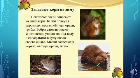 Какие животные делают запасы