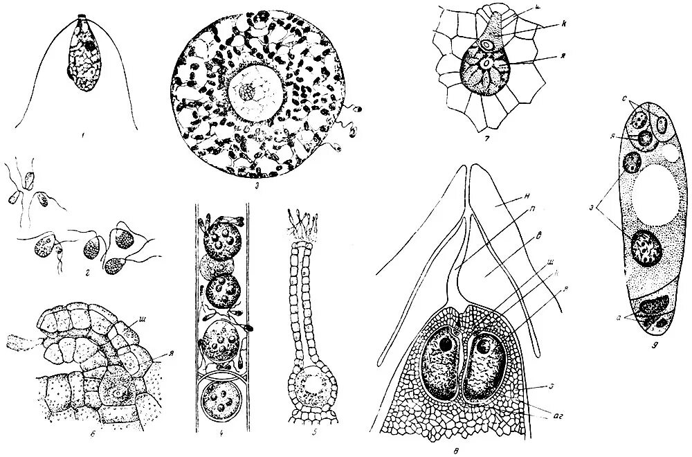 Клетки мужского гаметофита. Женский гаметофит цветкового растения это. Яйцеклетка водорослей. Образование мужского гаметофита. Яйцеклетка женского гаметофита сальвинии плавающей.