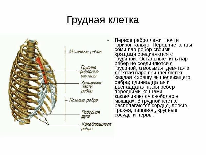 Левое и правое ребро. Строение грудной клетки сбоку. Грудная клетка спереди составляет. Грудная клетка вид сбоку анатомия.