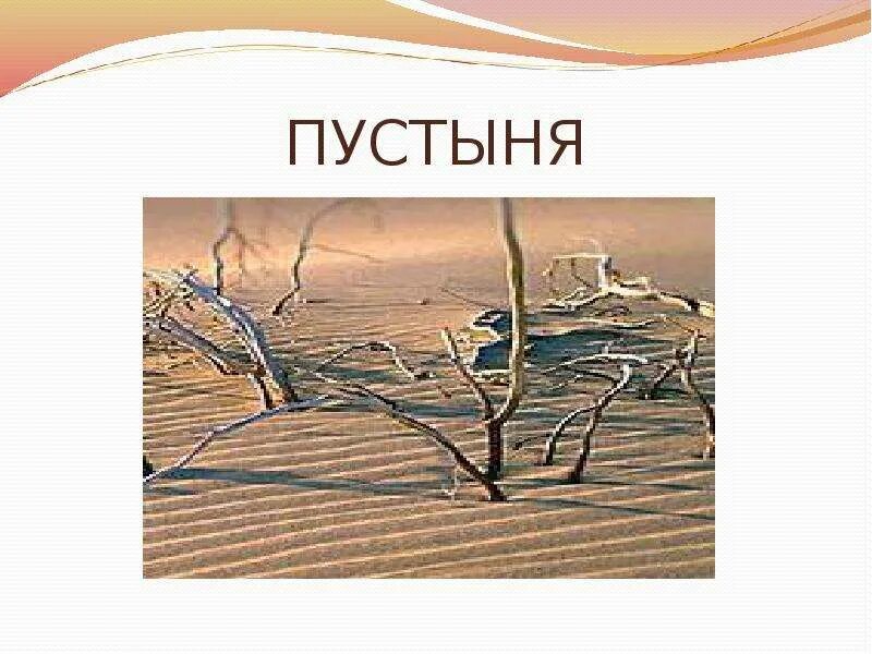 Беседа " Природа пустыни"