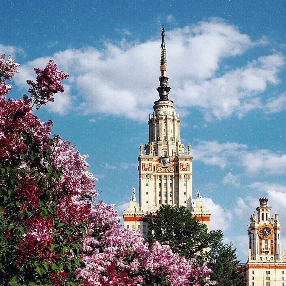 Мгу весной. Москва МГУ весной. Цветение МГУ. Парк МГУ цветение. Сакура МГУ.