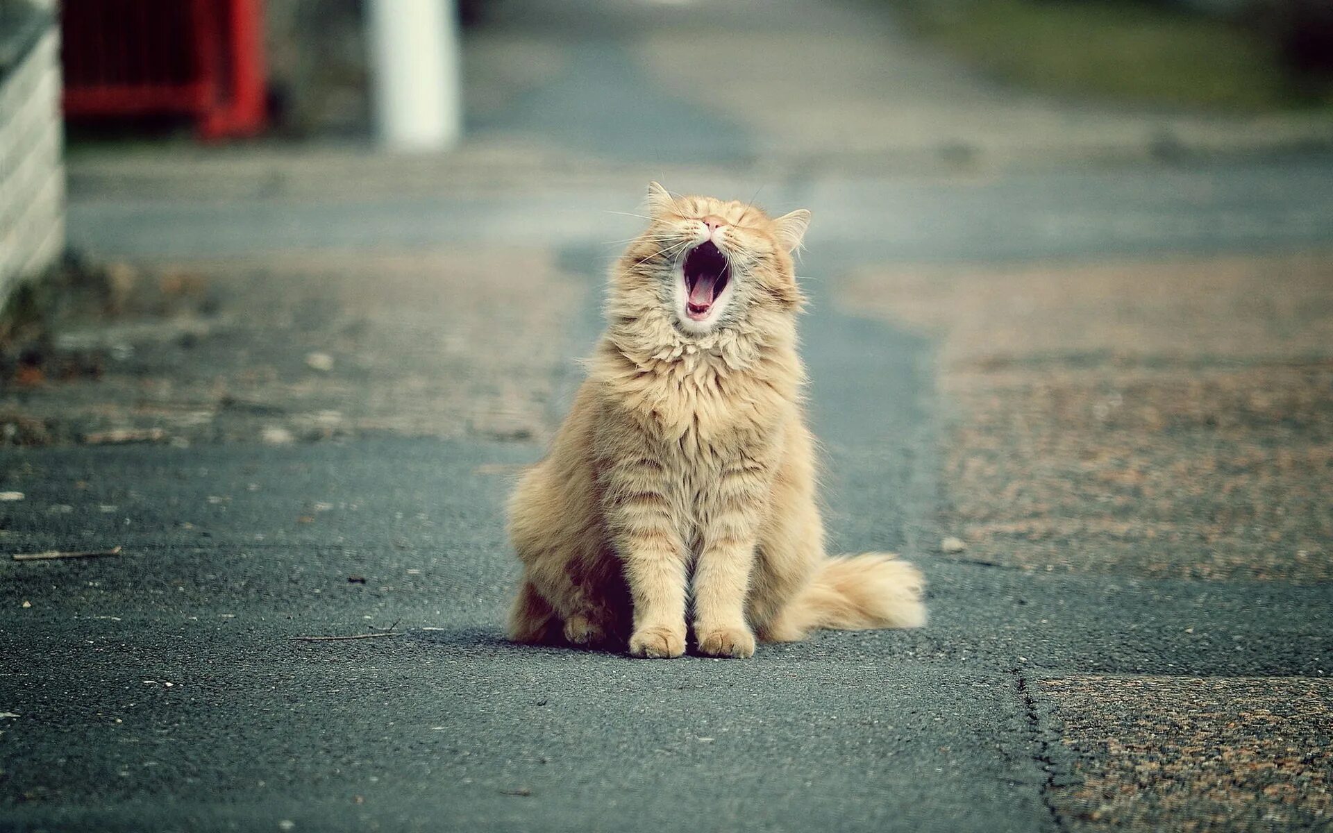 Empty cat