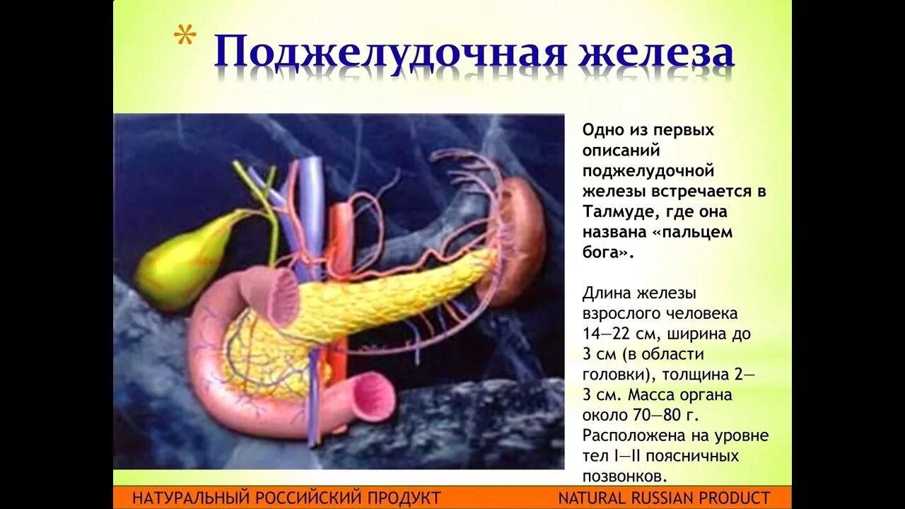 Диабет пересадка поджелудочной железы. Поджелудочная железа сахарный диабет 2 типа. Поджелудочная железа диабет 1 типа. Сахарный диабет 1 типа поджелудочная железа. Поджелудочная при диабете.