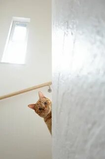 390 Cute catto ? ? ideas cute cats, cute animals, cats