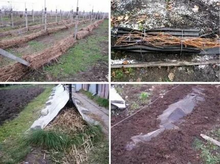 Укрытие винограда осенью