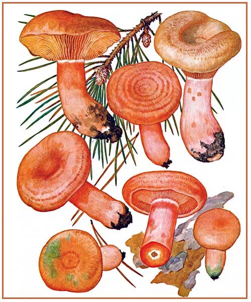 Классификации гриб Рыжик. Гриб Рыжик зеленый. Гриб Рыжик на срезе. Рыжик гриб рисунок.