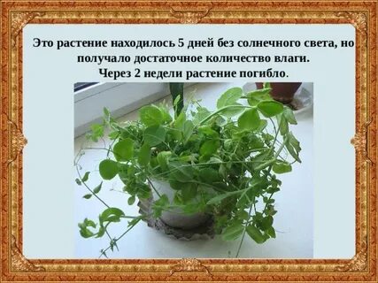 Проект горох
