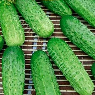 Огурцы сорта для открытого грунта краснодарского края