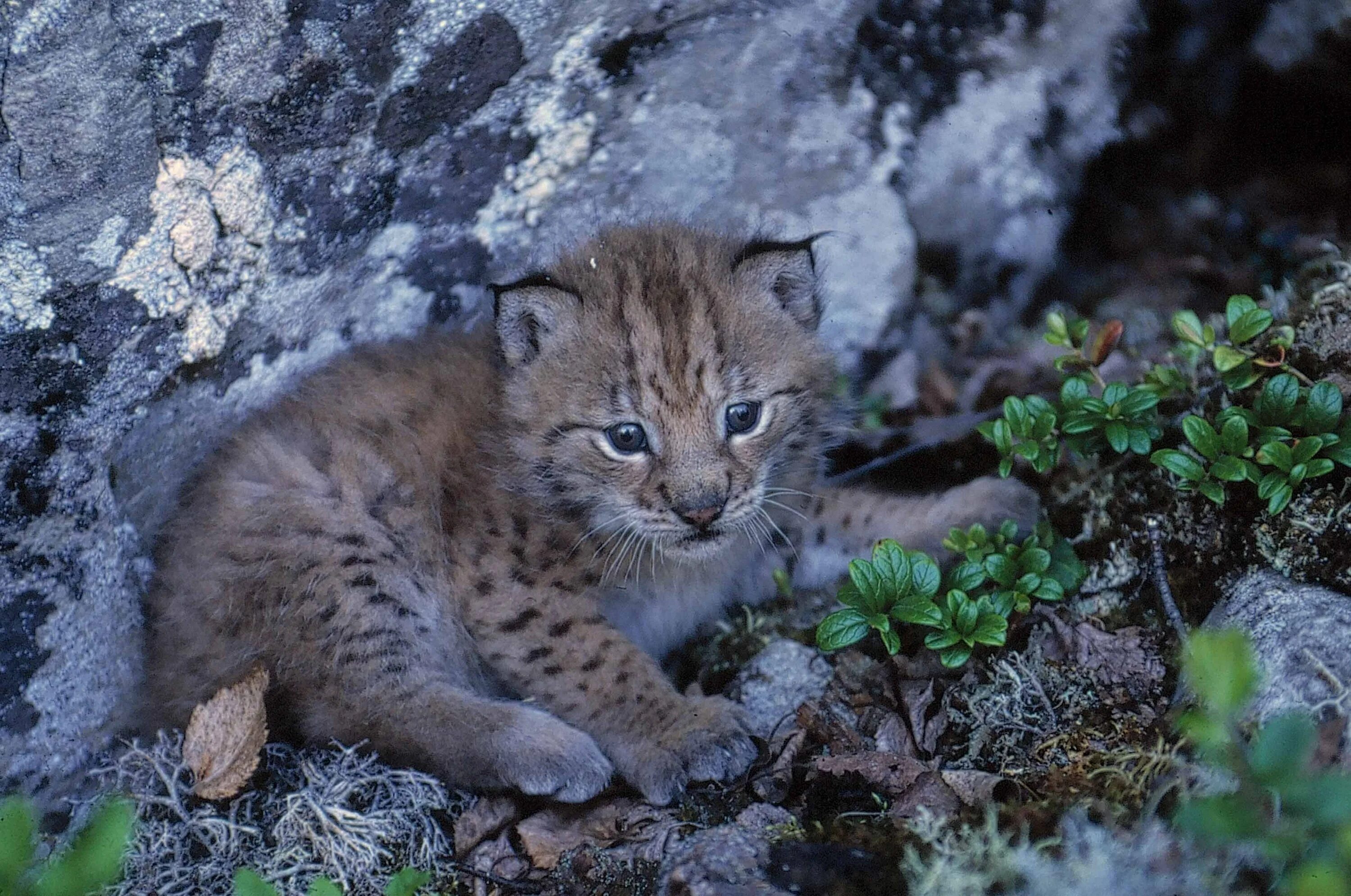 Канадская Рысь детеныш. Канадская Рысь котенок. Рысь Детеныши рысята. Eurasian Lynx. Рысь 4 класс