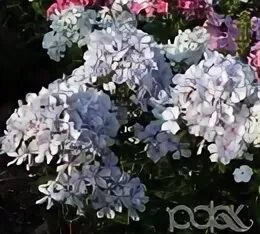 Флокс вологодское кружево. Флокс вологодское кружево. Флокс метельчатый гжель. Флокс флидеренциан. Флокс капелька.