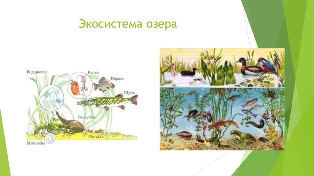 Экосистема озера. Обитатели экосистемы озера. Экосистема водоема схема. Экосистема водоема для дошкольников. Примеры природных сообществ озеро