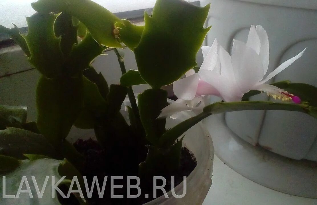 Семена декабриста. Интернет декабристов. Pink chocolate шлюмбергера. Интернет декабристов. Зигокактус.