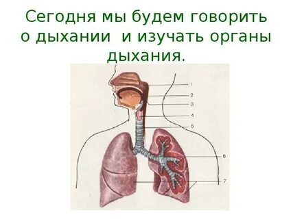 Расскажете дышишь