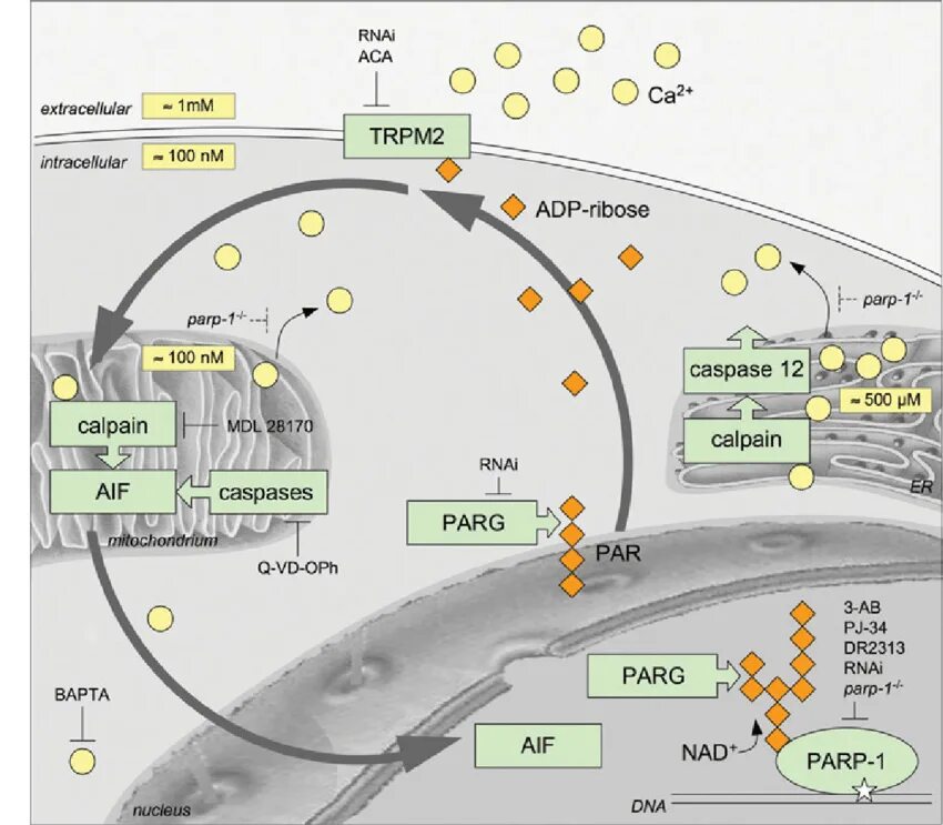 Парп 1. Poly ADP Ribose. Parp1 parp2. Parg Poly ADP. Poly ADP Ribose GLYCO hydrolase.