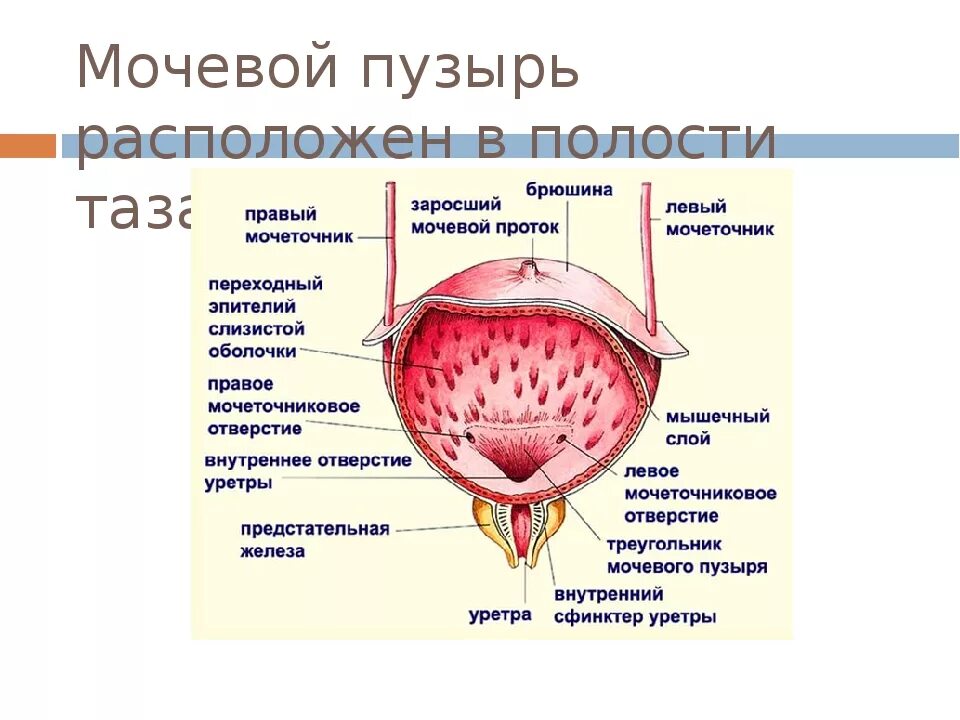 Мочевой пузырь выполняет функцию. Мочевой пузырь. Мочевой пузырь расположен. Мочевой пузырь анатомия. Мочевой пузырь располагается в.