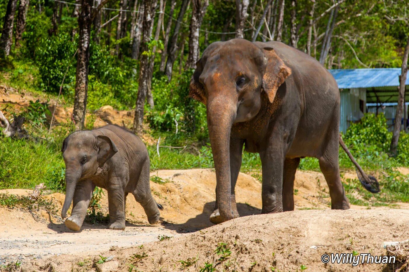 Elephant sanctuary park. Пхукет Элефант Санктуари. Элефант Джангл Пхукет. Пхукет слоны джунгли. Тайланд Пхукет слон.