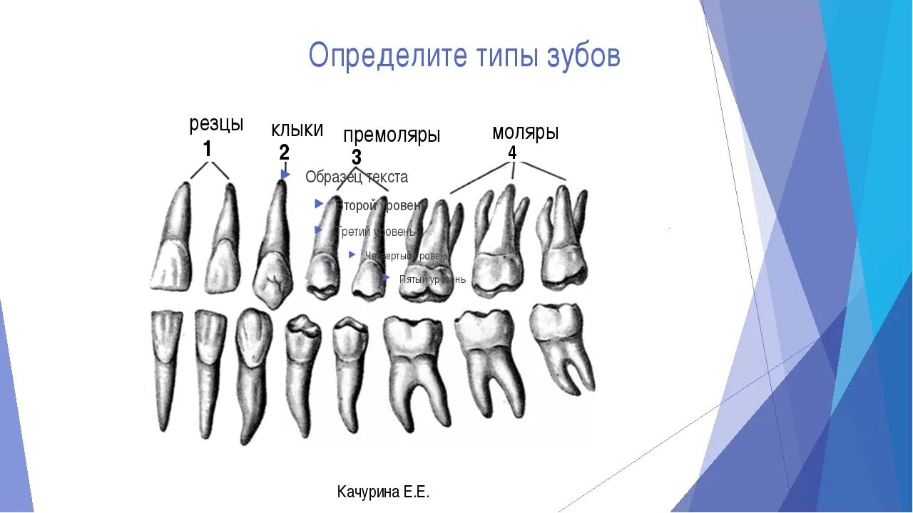 Как отличить зубы. Резцы клыки премоляры моляры. Резец клык моляр премоляр. Малые коренные зубы анатомия строение. Зубы анатомия резцы клыки.