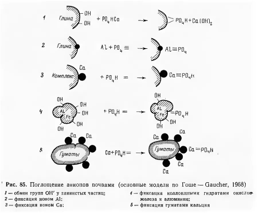 Состав обменных катионов в различных типах почв. Состав обменных катионов почв. Роль анионов в клетке. Состав солонец почвы. Типы поглотительной способности почв.